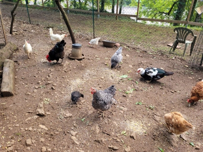 Photos 8 - Touristique - Propriété /gîtes/ chambre d'hôtes et grand terrain à St Sernin du Plain