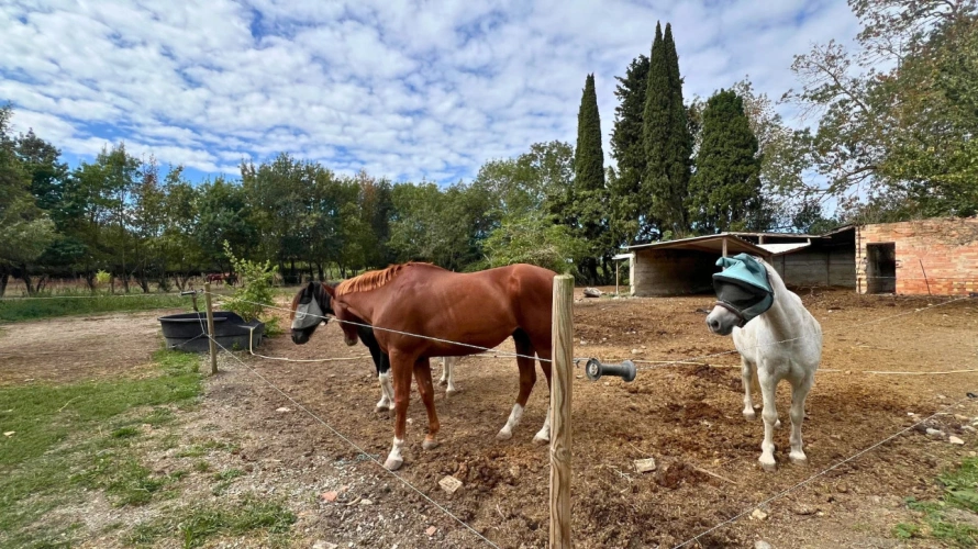Photos 8 - Équestre - Propriété équestre à fort potentiel dans l'Aude (11)