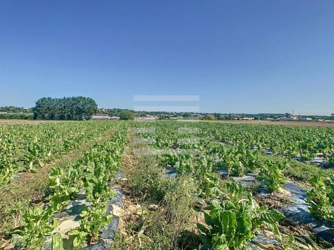 Photos 11 - Agricole - Horticole / Maraîchage