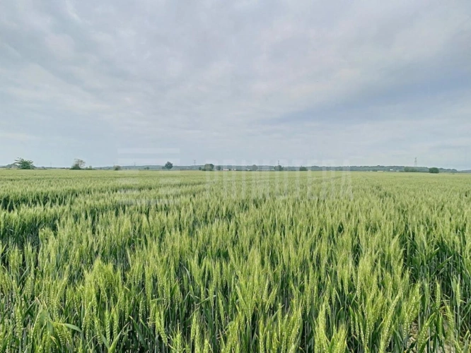 Photos 1 - Foncière - Terrain agricole