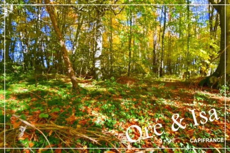 Photos 14 - Foncière - Etang et Terrain à vendre de 49 655,00 m² SAINT DESIRE (03)