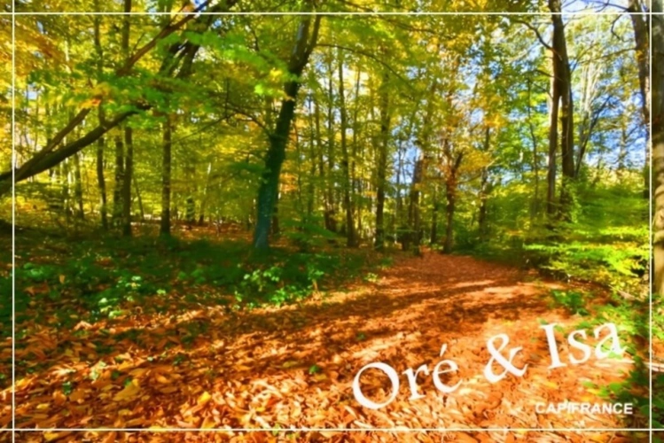 Photos 30 - Foncière - Etang et Terrain à vendre de 49 655,00 m² SAINT DESIRE (03)