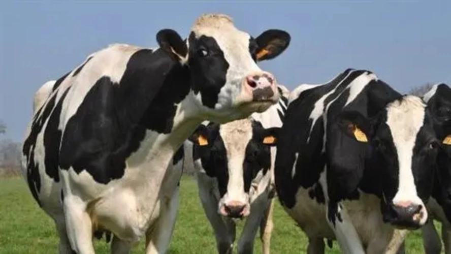 Photos 1 - Agricole - NORMANDIE – MANCHE – EXPLOITATION LAITIERE SPECIALISEE D’ENVIRON 170 HECTARES ET 1.500.000 LITRES.