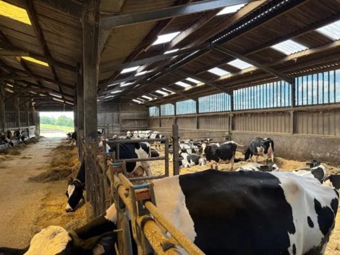 Photos 2 - Agricole - BRETAGNE- FINISTERE – EXPLOITATION AGRICOLE LAITIERE, AVICOLE ET CULTURES D’ENVIRON 126 HECTARES.