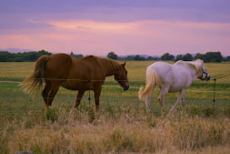 Photos 5 - Prestige - PROPRIETE  DE 500 M2  SUR 6 HECTARES