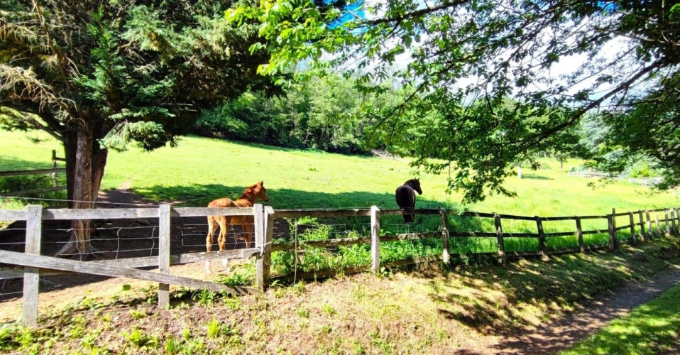 Photos 20 - Prestige - Maison