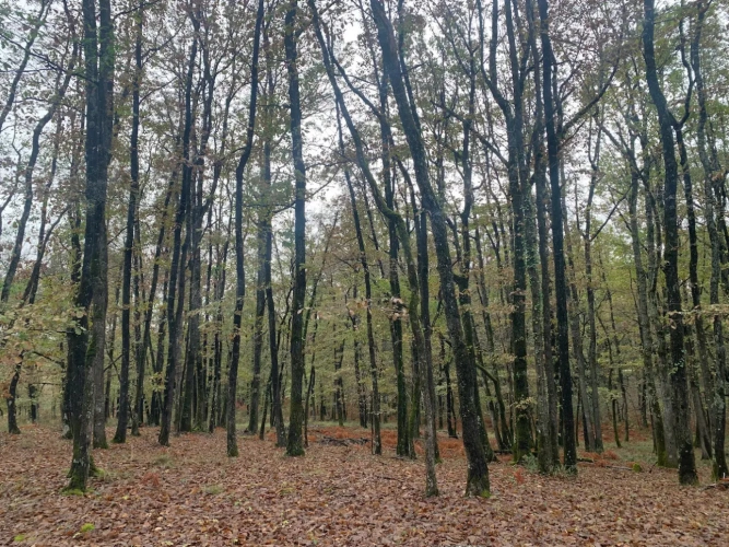 Photos 1 - Forestière - FORÊT MIXTE DANS UN ENVIRONNEMENT PRIVILÉGIÉ