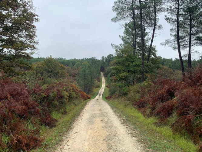 Photos 2 - Forestière - FORÊT MIXTE DANS UN ENVIRONNEMENT PRIVILÉGIÉ