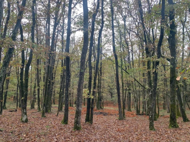 Photos 3 - Forestière - FORÊT MIXTE DANS UN ENVIRONNEMENT PRIVILÉGIÉ