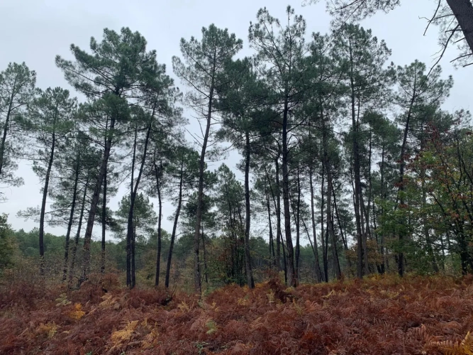 Photos 4 - Forestière - FORÊT MIXTE DANS UN ENVIRONNEMENT PRIVILÉGIÉ
