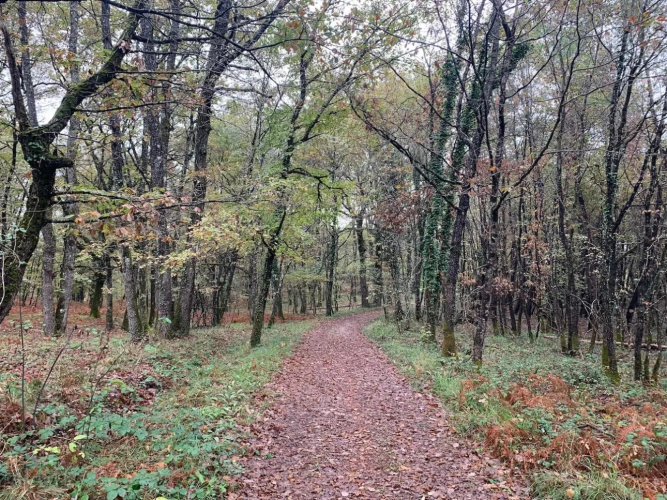 Photos 5 - Forestière - FORÊT MIXTE DANS UN ENVIRONNEMENT PRIVILÉGIÉ