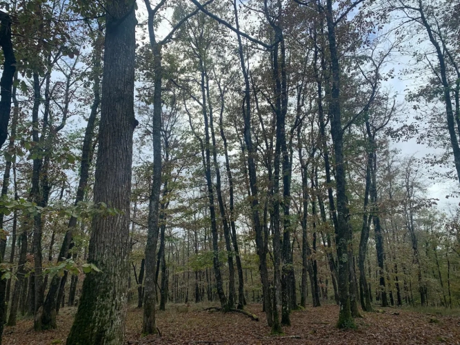 Photos 6 - Forestière - FORÊT MIXTE DANS UN ENVIRONNEMENT PRIVILÉGIÉ