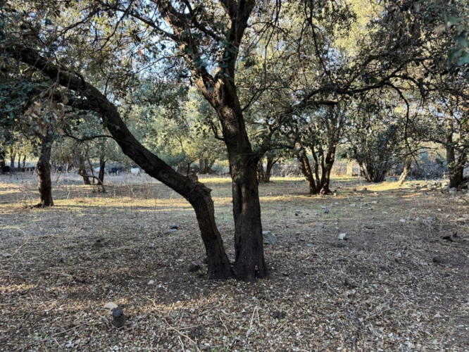 Photos 9 - Prestige - Terrain 3250 m2 avec batiment de 200m2 à vendre, proche de L'ILE ROUSSE (20)