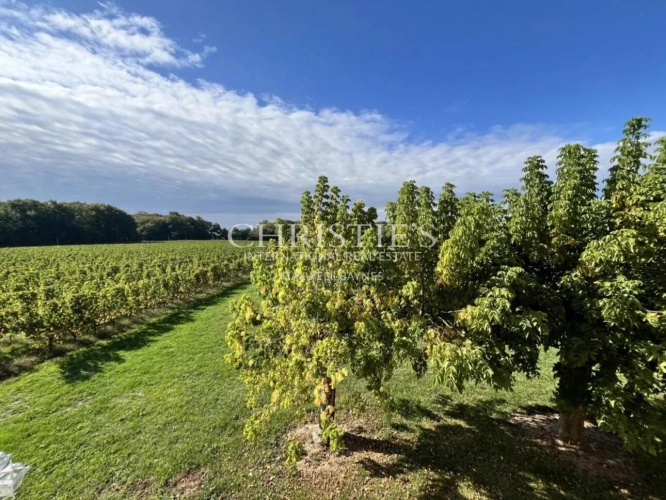 Photos 5 - Viticole - Maison de charme avec piscine au cœur des vignes