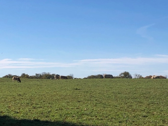 Photos 55 - Prestige - Dpt (32) NOGARO proche, ELEGANTE MAISON DE NOTABLES, économique, du XIXs 600M2, parc séculaire, dépendances en U, 11 ha, sans travaux