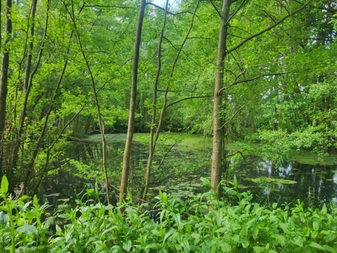 Photos 1 - Forestière - Terrain de Loisirs avec ETANG et bois à vendre  GLENAY (79) 4985 m²