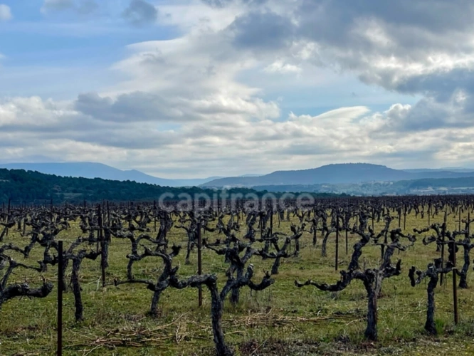 Photos 3 - Vineyard - Estate in the heart of LUBERON
