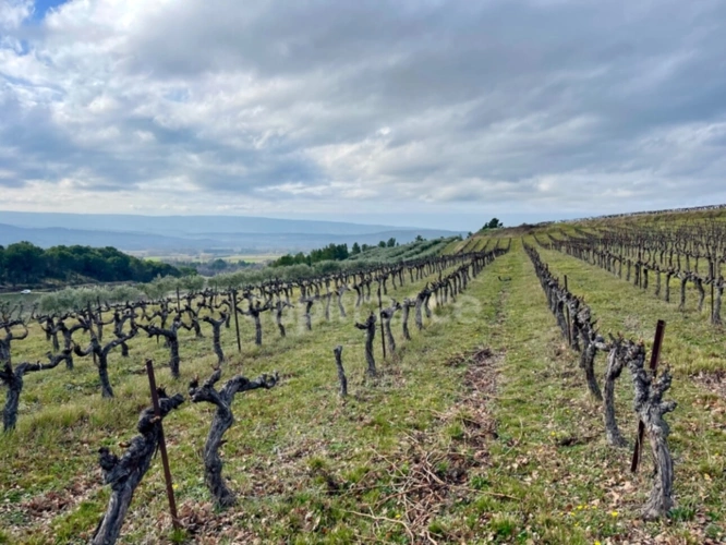 Photos 5 - Vineyard - Estate in the heart of LUBERON