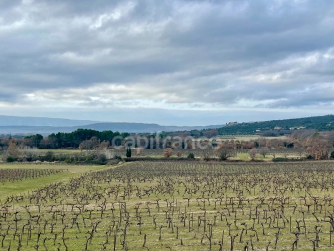 Photos 6 - Vineyard - Estate in the heart of LUBERON