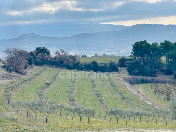 Photos 7 - Vineyard - Estate in the heart of LUBERON
