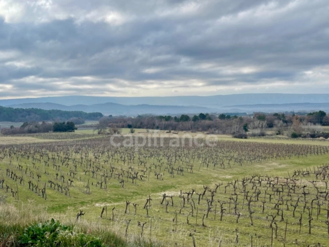 Photos 8 - Vineyard - Estate in the heart of LUBERON