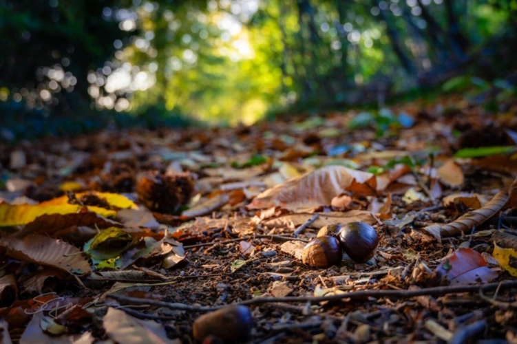 Photos 1 - Forestière - Terrain à vendre de 10 077,00 m² IDRON (64)