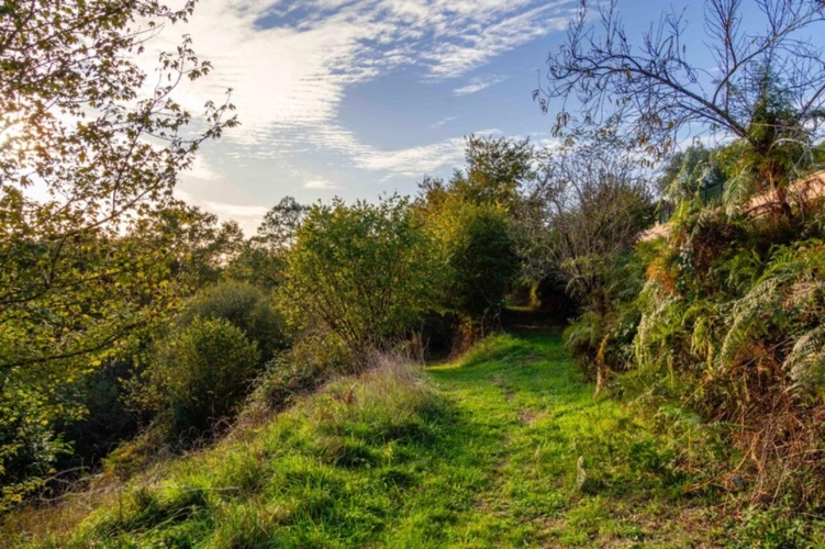 Photos 2 - Forestière - Terrain à vendre de 10 077,00 m² IDRON (64)