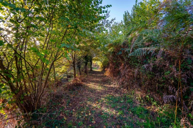 Photos 3 - Forestière - Terrain à vendre de 10 077,00 m² IDRON (64)