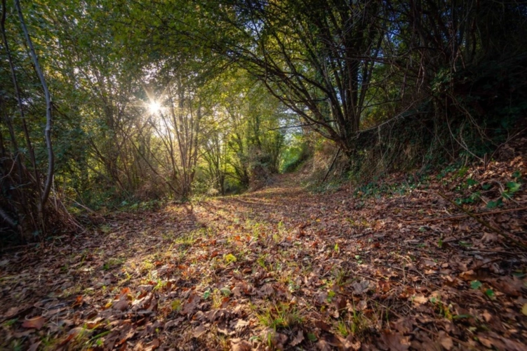 Photos 4 - Forestière - Terrain à vendre de 10 077,00 m² IDRON (64)