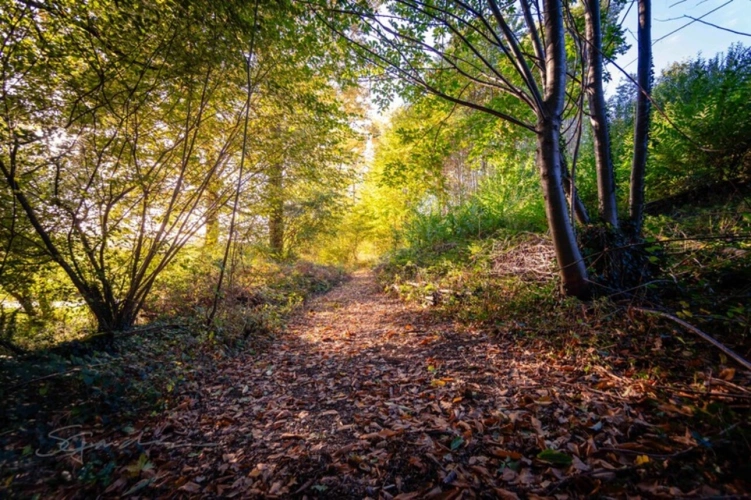 Photos 5 - Forestière - Terrain à vendre de 10 077,00 m² IDRON (64)