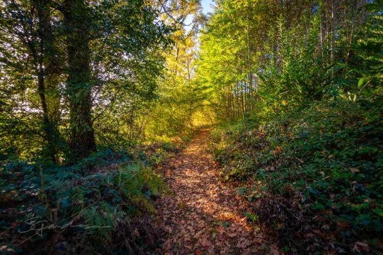 Photos 6 - Forestière - Terrain à vendre de 10 077,00 m² IDRON (64)