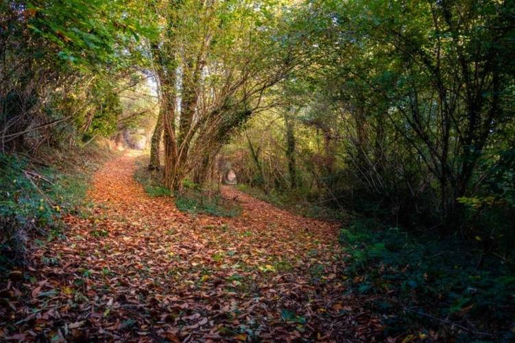 Photos 7 - Forestière - Terrain à vendre de 10 077,00 m² IDRON (64)