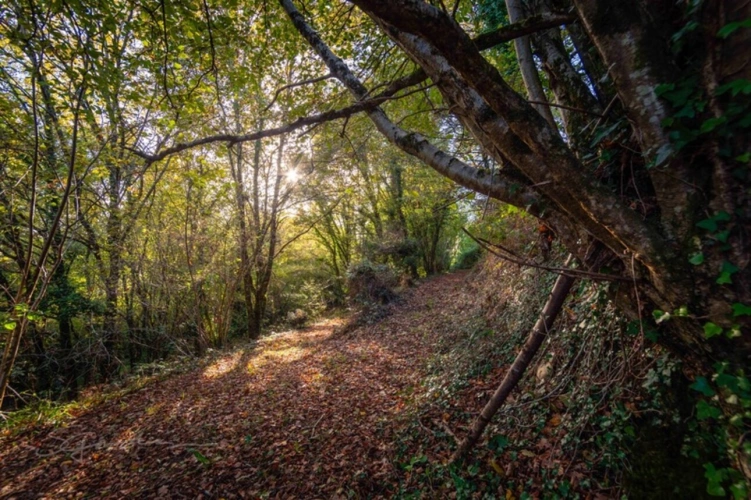 Photos 8 - Forestière - Terrain à vendre de 10 077,00 m² IDRON (64)