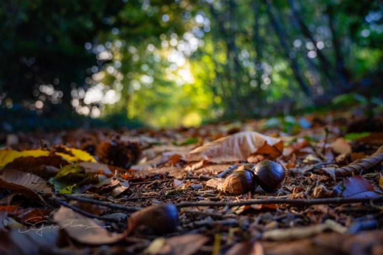 Photos 11 - Forestière - Terrain à vendre de 10 077,00 m² IDRON (64)