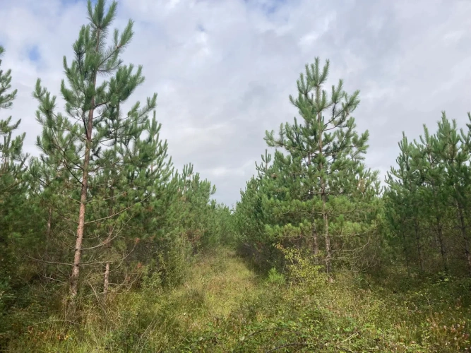 Photos 1 - Forest - FOR SALE: DECISION & CONIFIC FOREST OF APPROXIMATELY 22 HECTARES - NORTHWEST DORDOGNE - RIBERAC