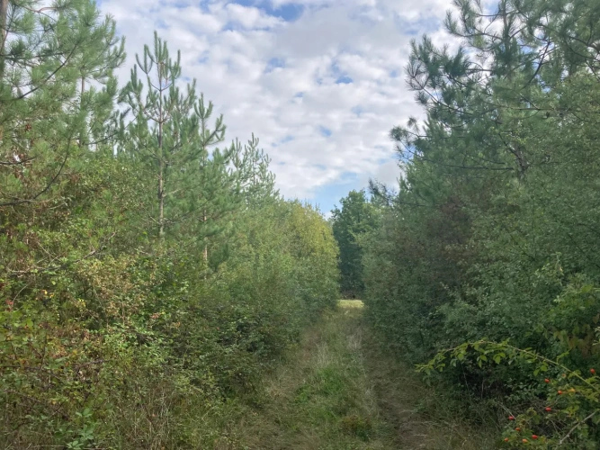 Photos 2 - Forest - FOR SALE: DECISION & CONIFIC FOREST OF APPROXIMATELY 22 HECTARES - NORTHWEST DORDOGNE - RIBERAC