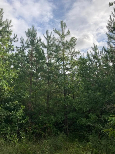 Photos 3 - Forest - FOR SALE: DECISION & CONIFIC FOREST OF APPROXIMATELY 22 HECTARES - NORTHWEST DORDOGNE - RIBERAC