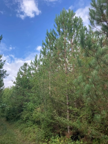 Photos 4 - Forest - FOR SALE: DECISION & CONIFIC FOREST OF APPROXIMATELY 22 HECTARES - NORTHWEST DORDOGNE - RIBERAC