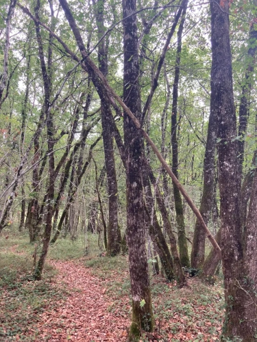 Photos 5 - Forest - FOR SALE: DECISION & CONIFIC FOREST OF APPROXIMATELY 22 HECTARES - NORTHWEST DORDOGNE - RIBERAC