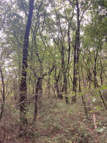 Photos 6 - Forest - FOR SALE: DECISION & CONIFIC FOREST OF APPROXIMATELY 22 HECTARES - NORTHWEST DORDOGNE - RIBERAC