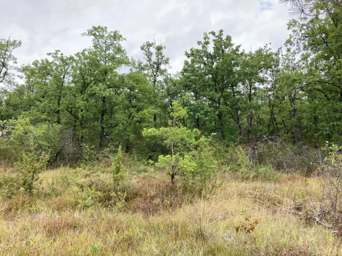 Photos 7 - Forest - FOR SALE: DECISION & CONIFIC FOREST OF APPROXIMATELY 22 HECTARES - NORTHWEST DORDOGNE - RIBERAC