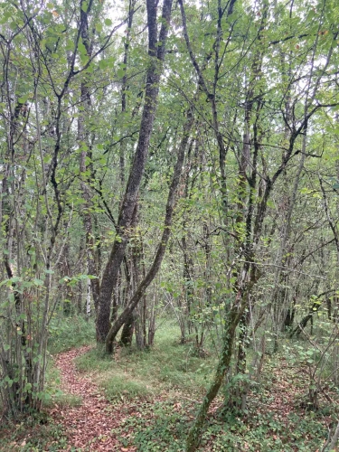 Photos 8 - Forest - FOR SALE: DECISION & CONIFIC FOREST OF APPROXIMATELY 22 HECTARES - NORTHWEST DORDOGNE - RIBERAC