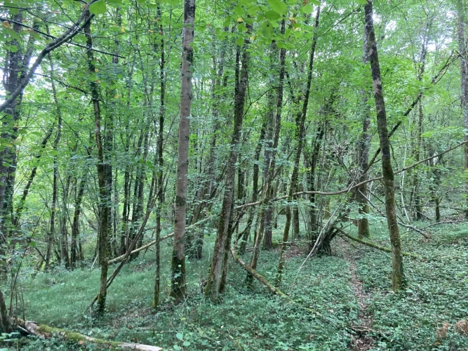 Photos 9 - Forest - FOR SALE: DECISION & CONIFIC FOREST OF APPROXIMATELY 22 HECTARES - NORTHWEST DORDOGNE - RIBERAC