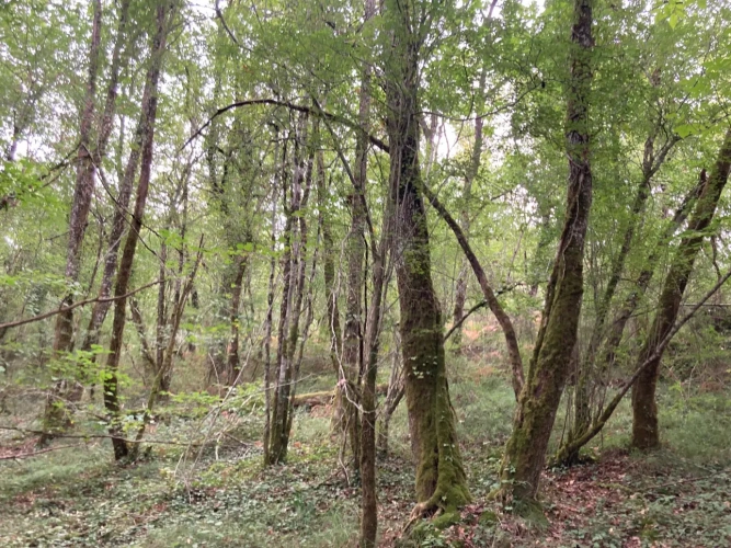 Photos 10 - Forest - FOR SALE: DECISION & CONIFIC FOREST OF APPROXIMATELY 22 HECTARES - NORTHWEST DORDOGNE - RIBERAC