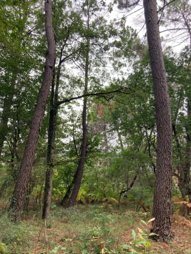 Photos 11 - Forest - FOR SALE: DECISION & CONIFIC FOREST OF APPROXIMATELY 22 HECTARES - NORTHWEST DORDOGNE - RIBERAC