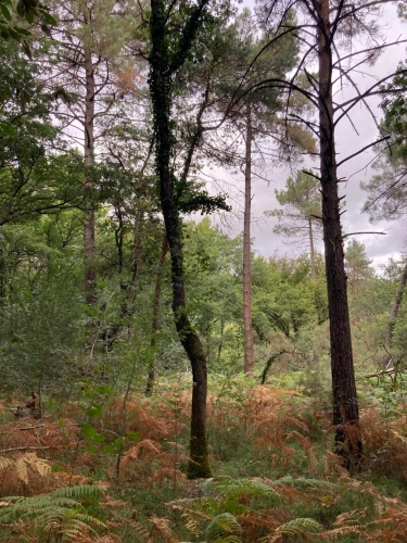 Photos 12 - Forest - FOR SALE: DECISION & CONIFIC FOREST OF APPROXIMATELY 22 HECTARES - NORTHWEST DORDOGNE - RIBERAC