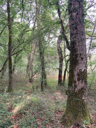 Photos 13 - Forest - FOR SALE: DECISION & CONIFIC FOREST OF APPROXIMATELY 22 HECTARES - NORTHWEST DORDOGNE - RIBERAC