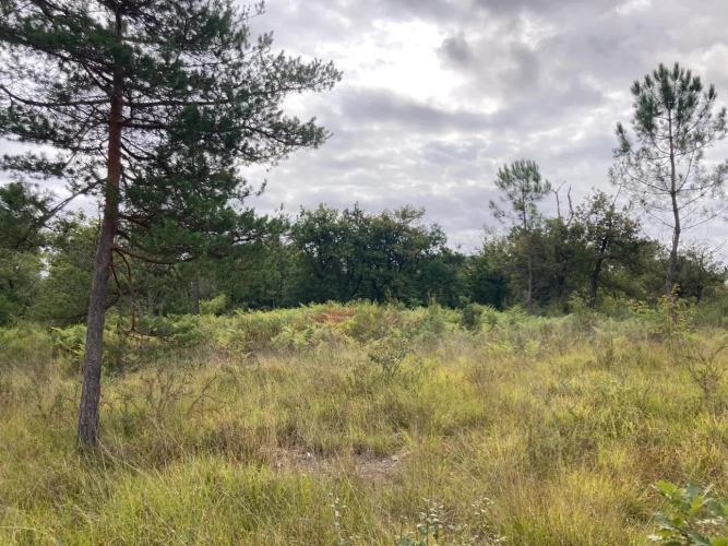 Photos 14 - Forest - FOR SALE: DECISION & CONIFIC FOREST OF APPROXIMATELY 22 HECTARES - NORTHWEST DORDOGNE - RIBERAC