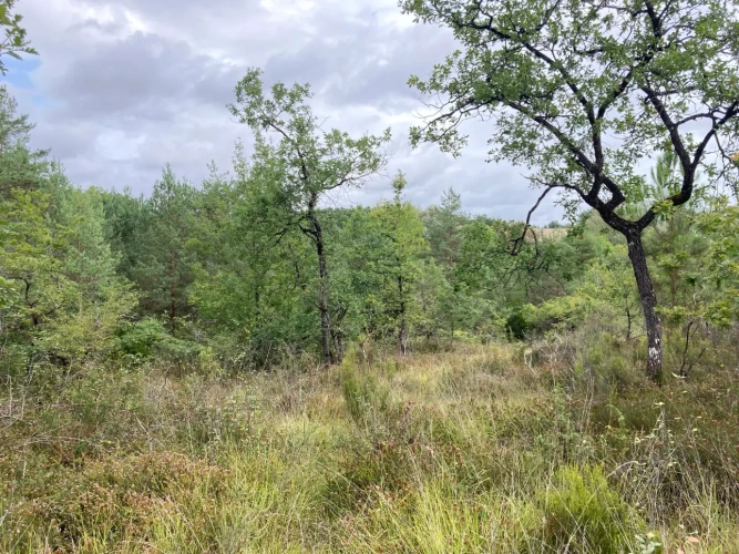 Photos 15 - Forest - FOR SALE: DECISION & CONIFIC FOREST OF APPROXIMATELY 22 HECTARES - NORTHWEST DORDOGNE - RIBERAC