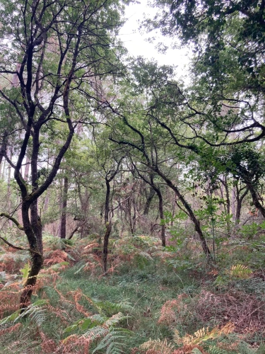 Photos 16 - Forest - FOR SALE: DECISION & CONIFIC FOREST OF APPROXIMATELY 22 HECTARES - NORTHWEST DORDOGNE - RIBERAC